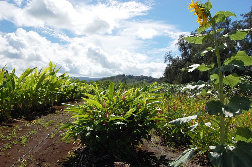 Farm view