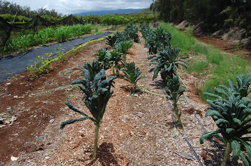 Kale garden