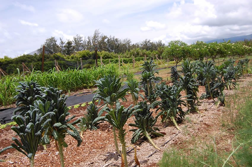 Kale garden