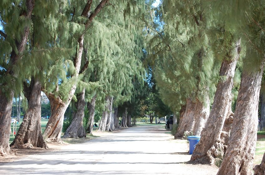 Park walkway