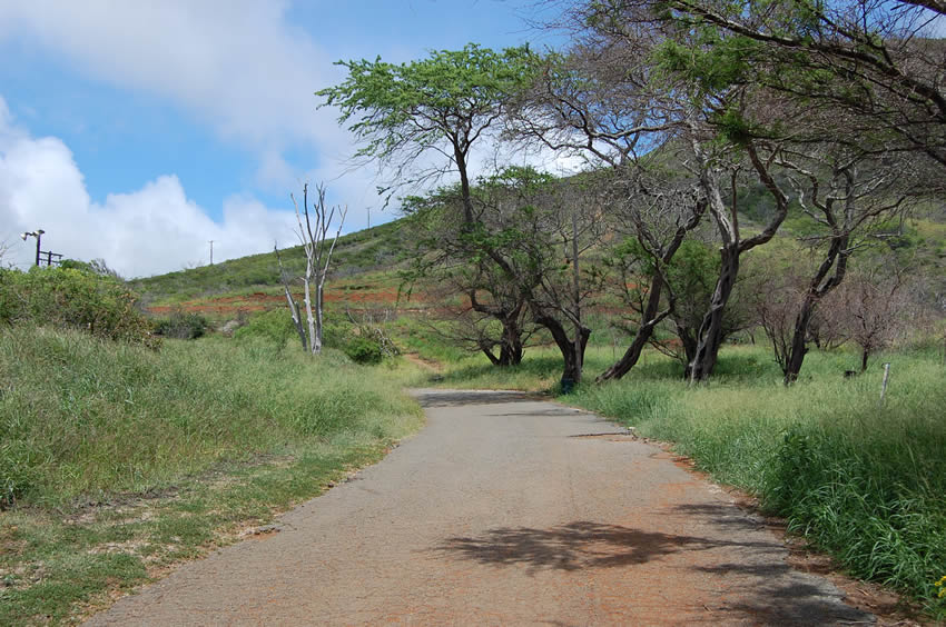 Narrow road leads to the trail