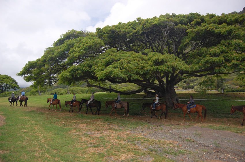 Horseback riding on Oahu