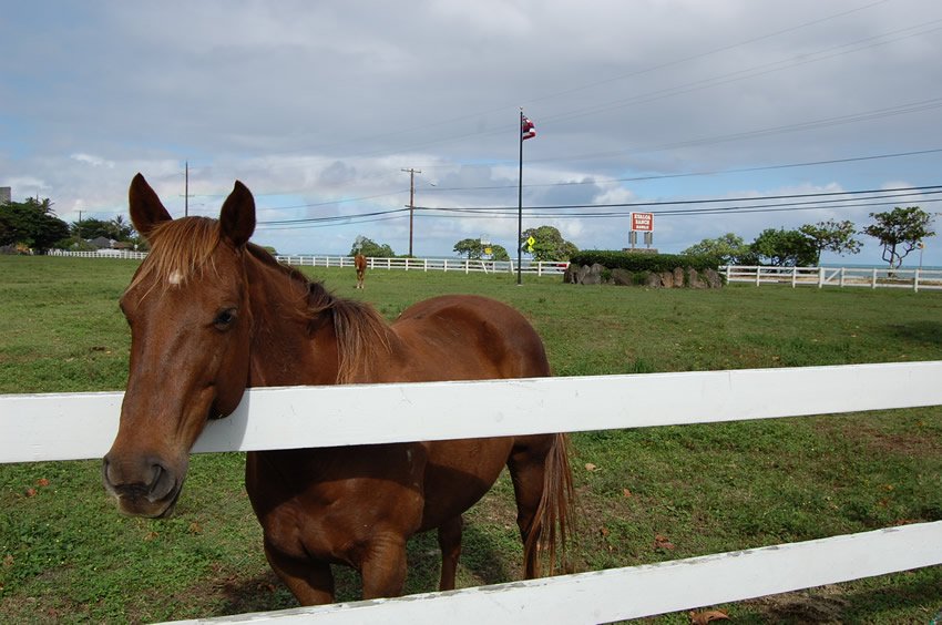 Kualoa Ranch horse stable