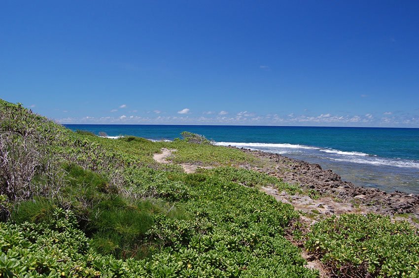 Beachfront naupaka