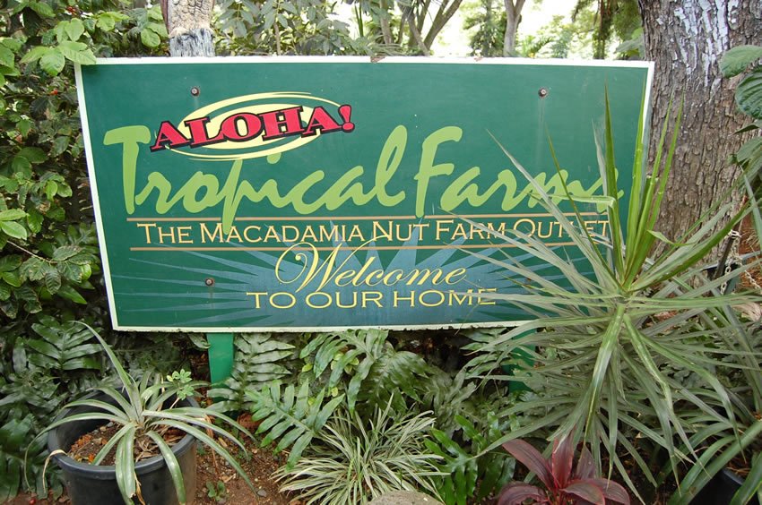 Tropical Farms Macadamia Nut Farm on Oahu