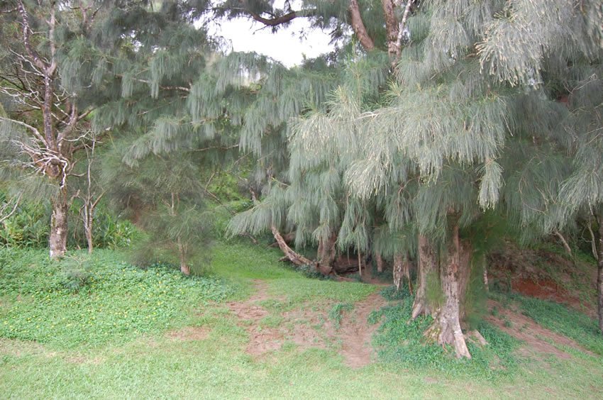 Nu'uanu Pali park trees