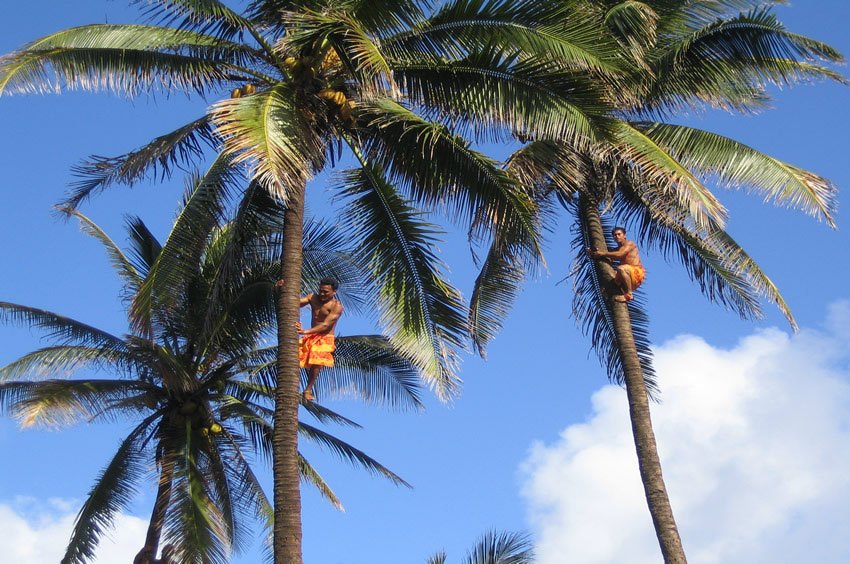 Getting coconuts the traditional way