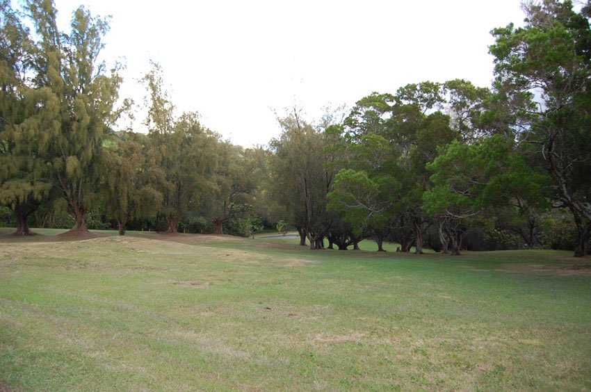 Forest in the park