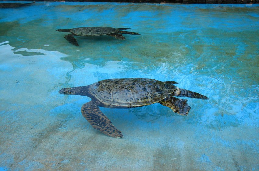 Hawaiian sea turtle - Honu