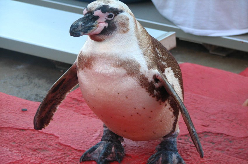 Penguin