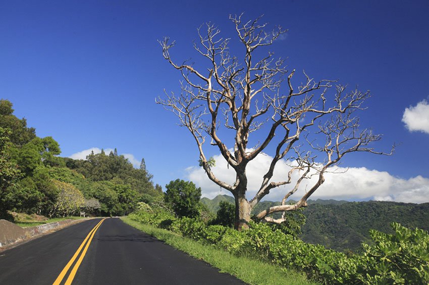 Tantalus Round Top Drive