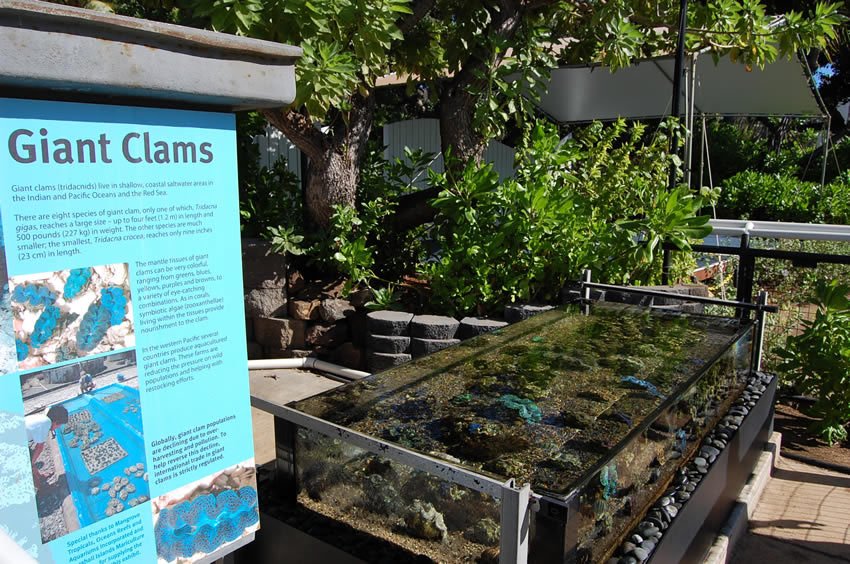 Giant clams