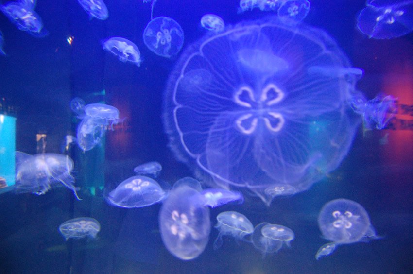 Jellyfish