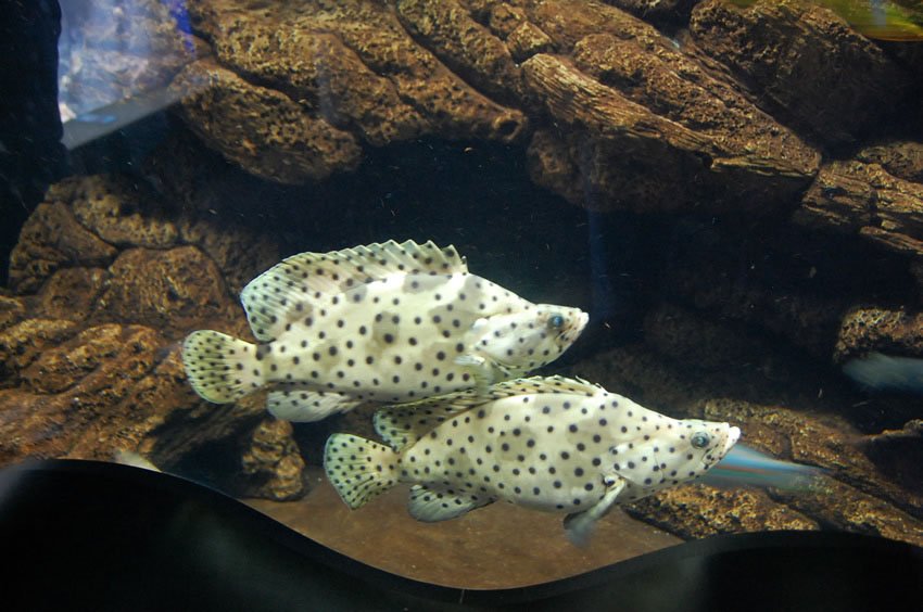 Dotted tropical fish