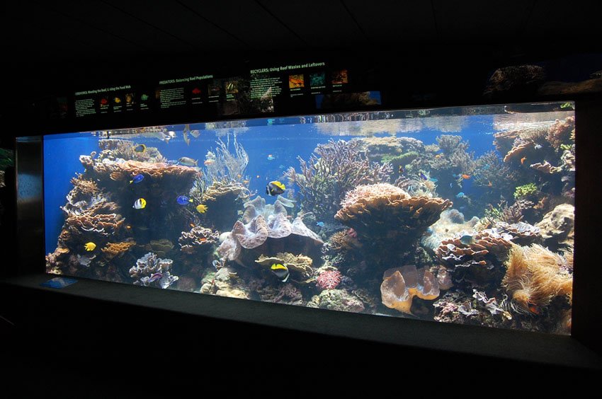 Large aquarium in Waikiki