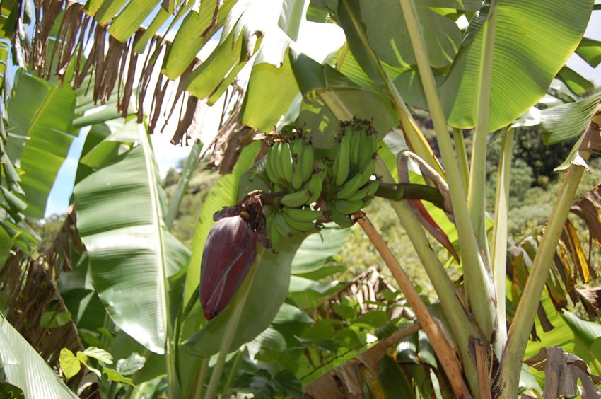 Banana blossom