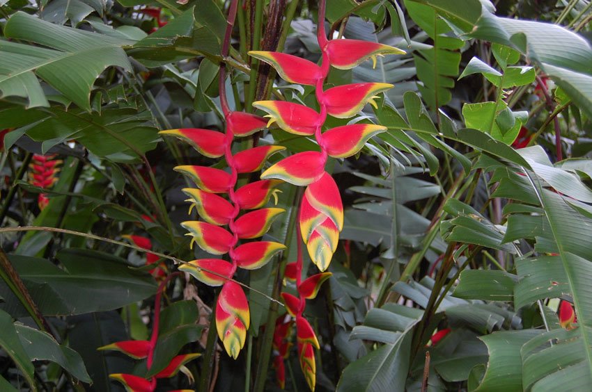 Heliconia