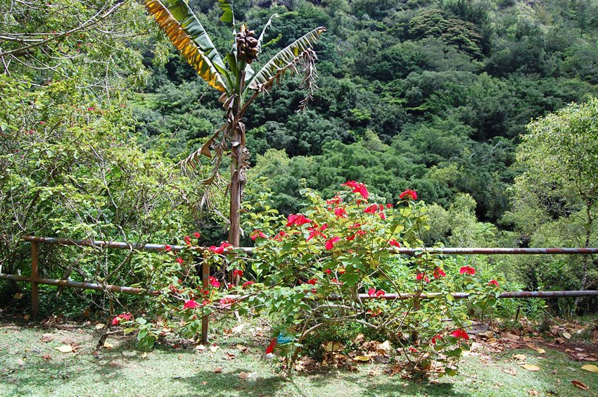 Mussaenda Erythrophylla