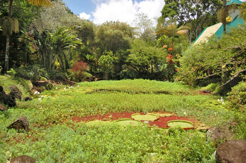 Plant nursery