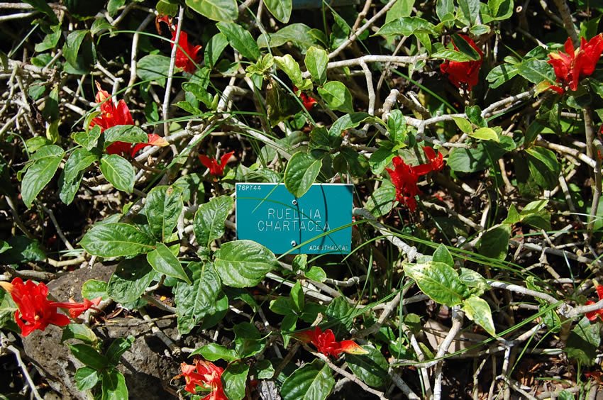 Ruellia Chartacea