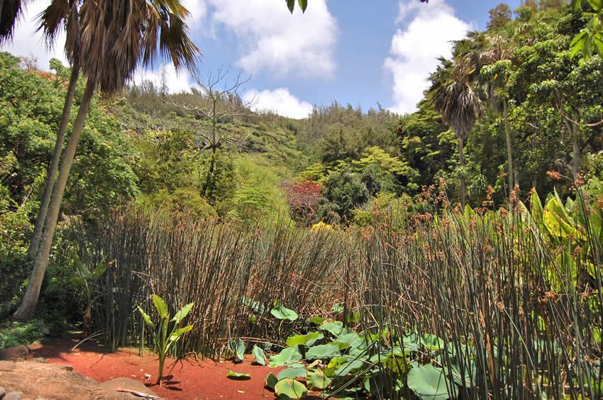 Tropical flora