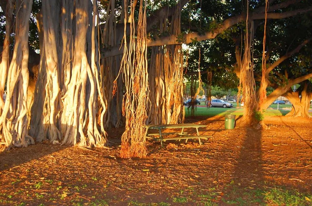 Ala Moana banyan tree