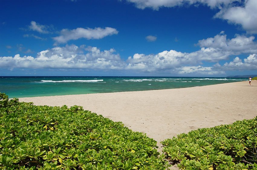 Beachfront naupaka