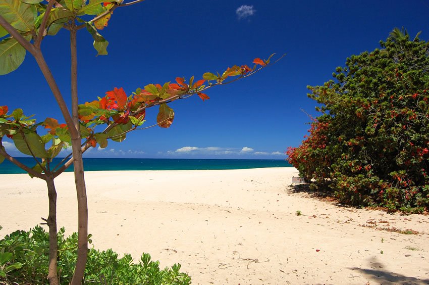 Beachfront vegetation