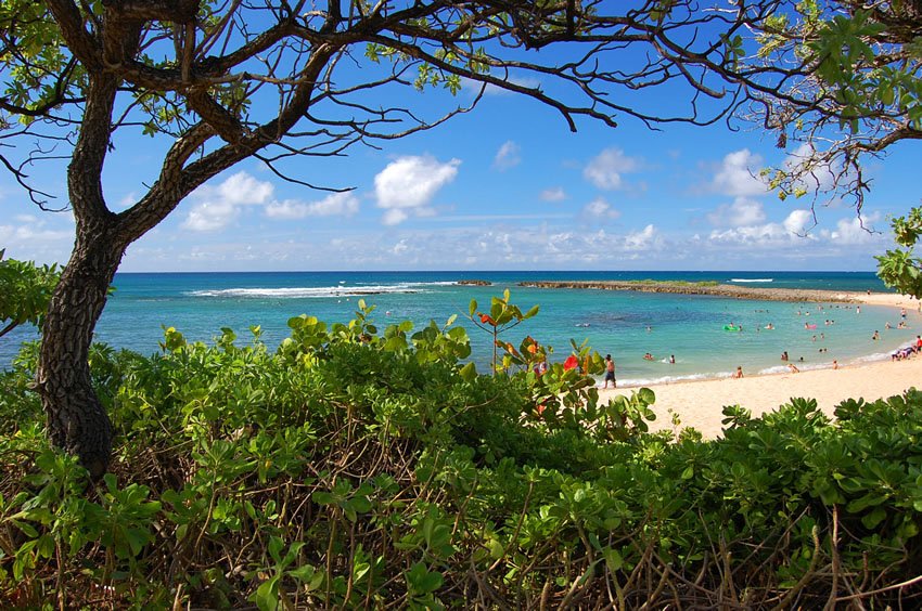 Beachfront vegetation