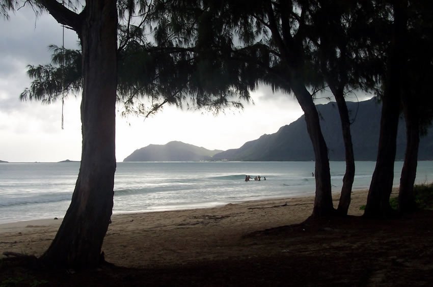 Oahu Beach trees