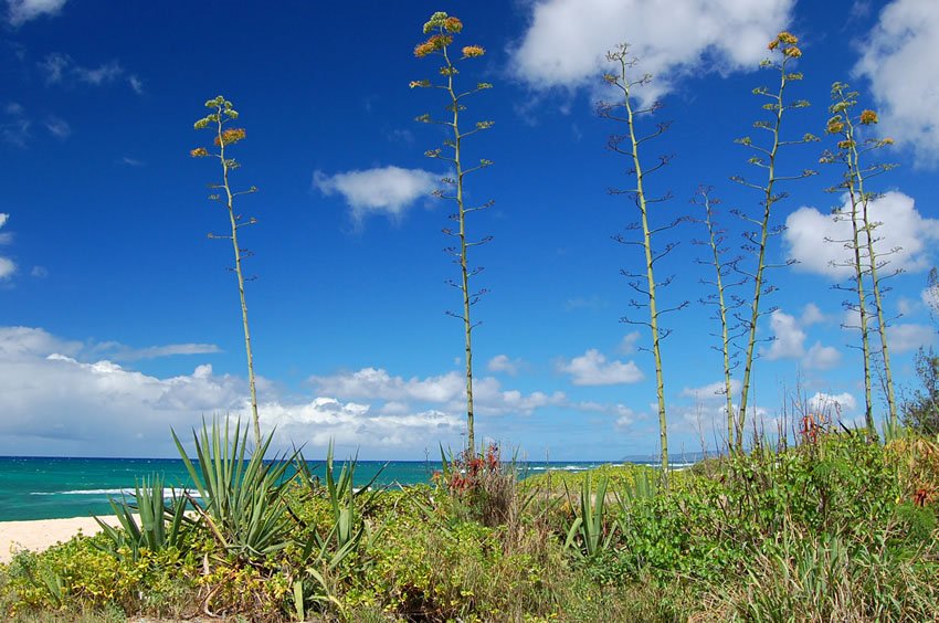 Unique beachfront flora