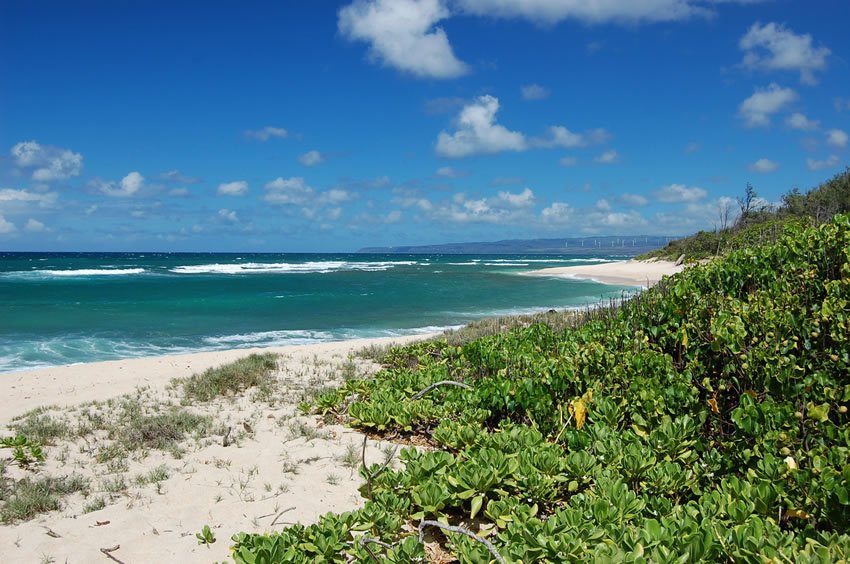 Beachfront naupaka on Camp Erdman