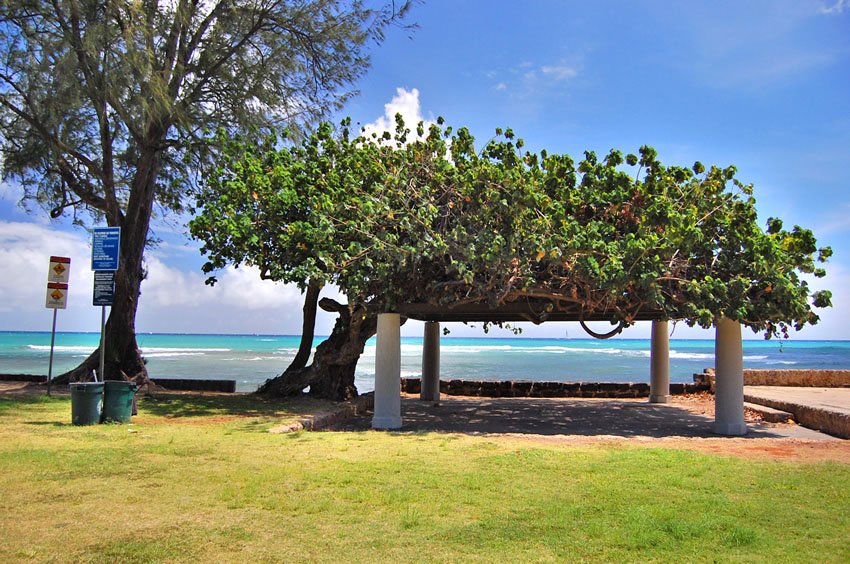 Beachfront shady area up-close