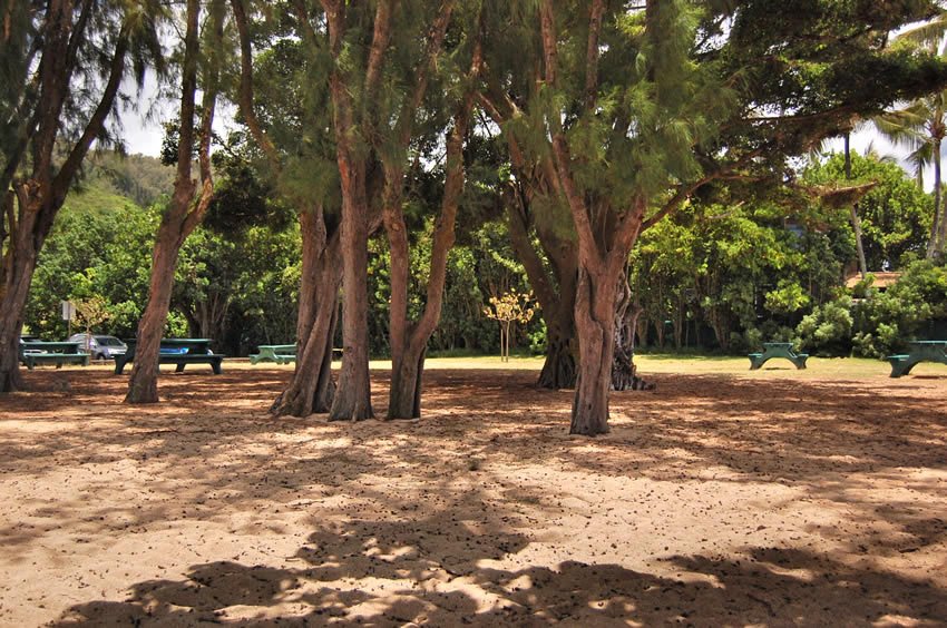 Ehukai Beach Park