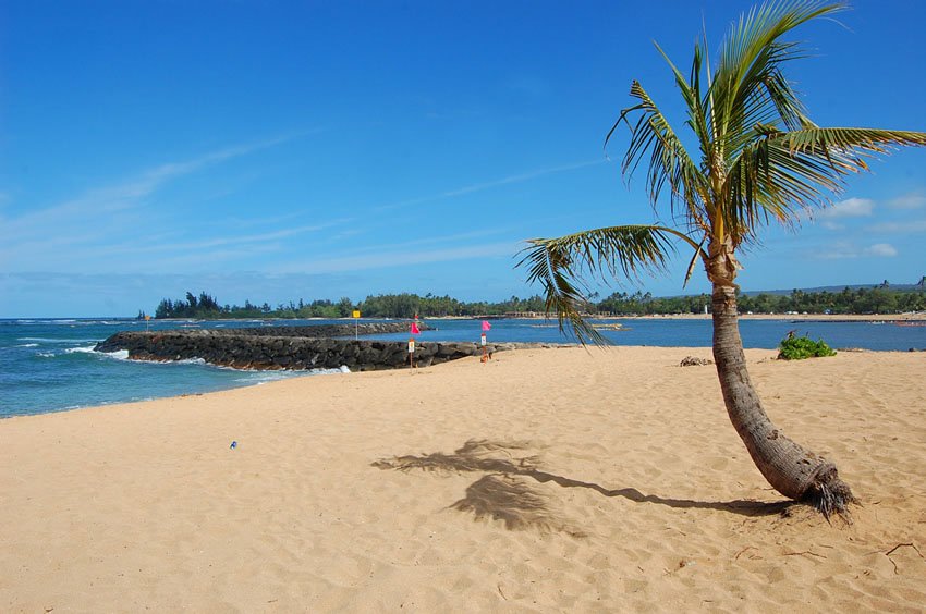 Lonely palm tree on Hale'iwa Ali'i Beach