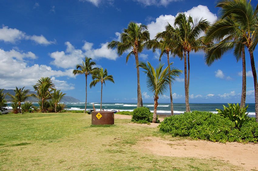 Palm trees and naupaka greenery