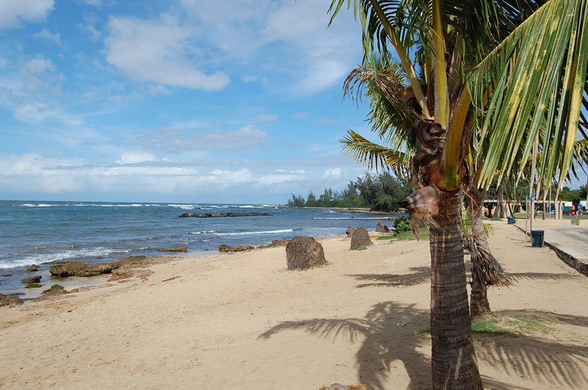 Palm trees on the beach