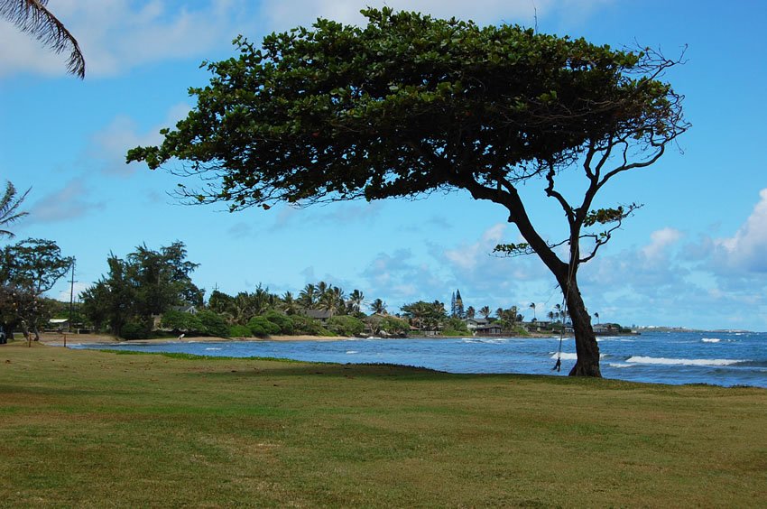 Beachfront tree