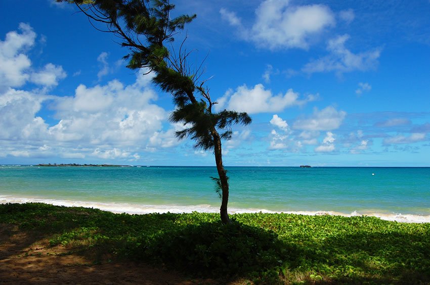 Beachfront tree