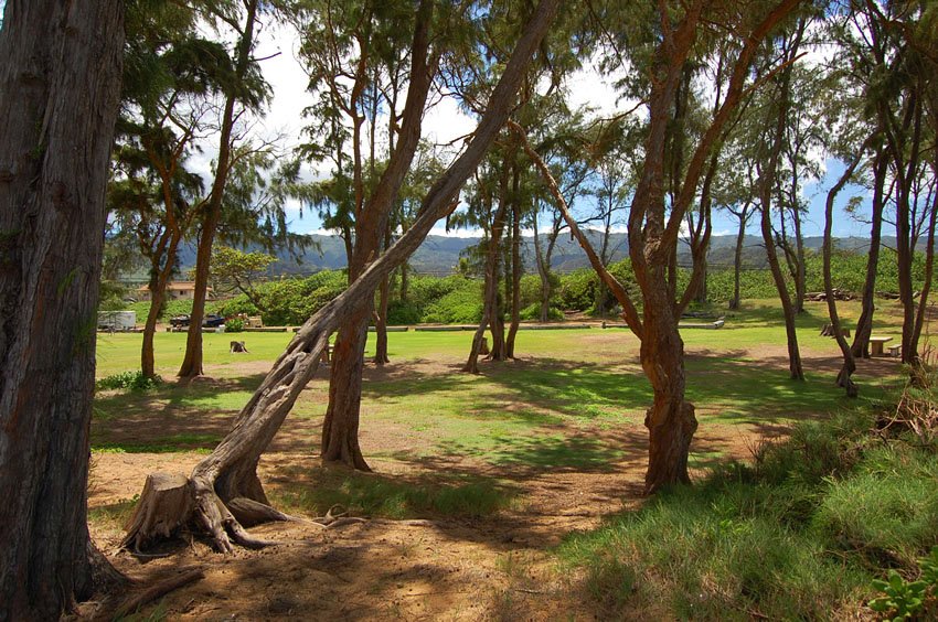 Park with plenty of shade