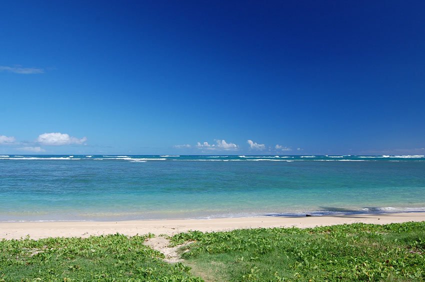 Beachfront naupaka greenery