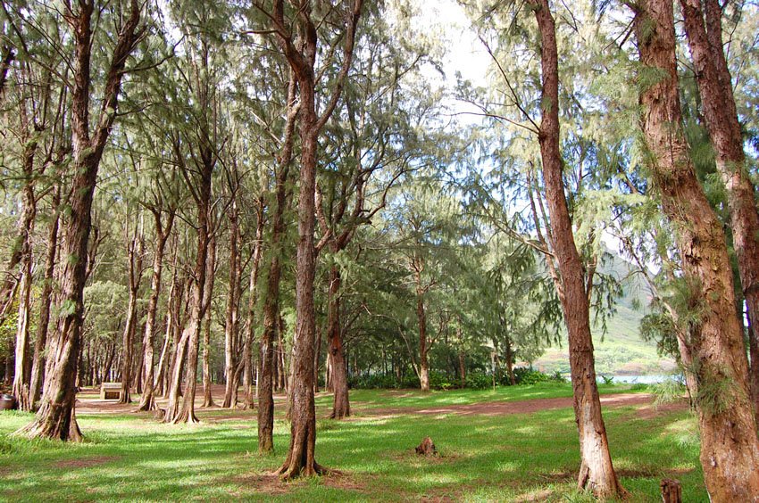 Kahana Beach forest