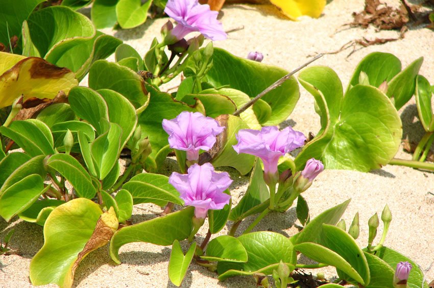 Beach flora