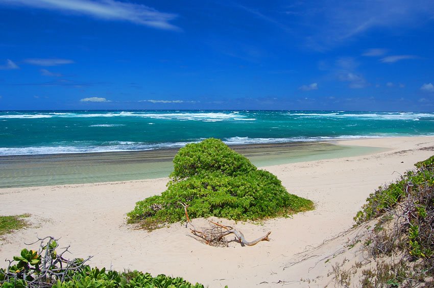 Beachfront tree