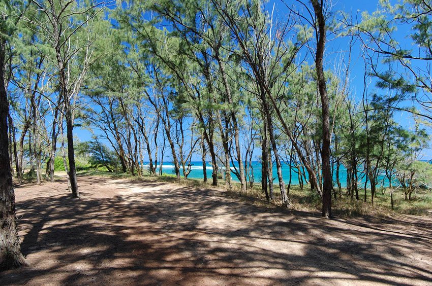 Beachfront forest