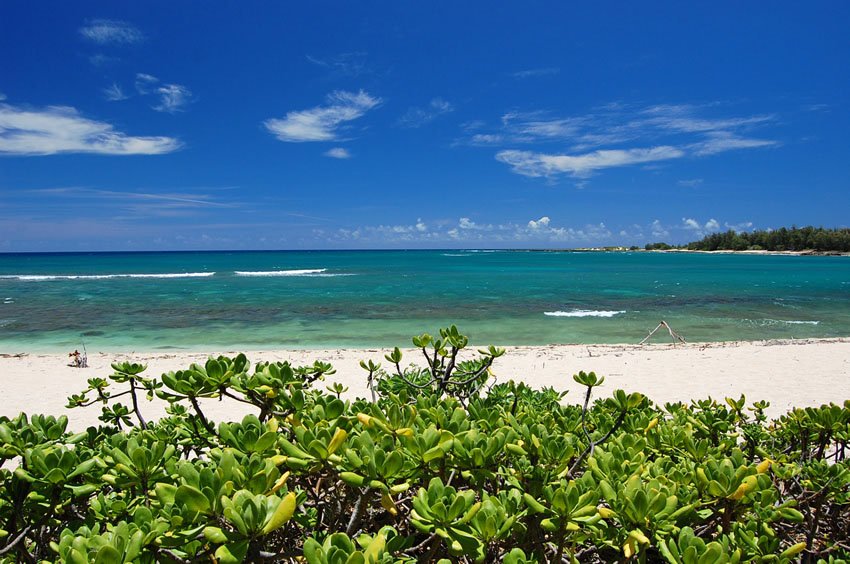 Beachfront naupaka greenery