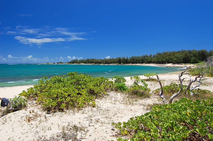 Beachfront naupaka