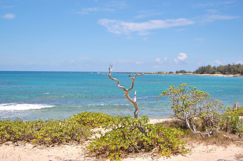 Beachfront vegetation