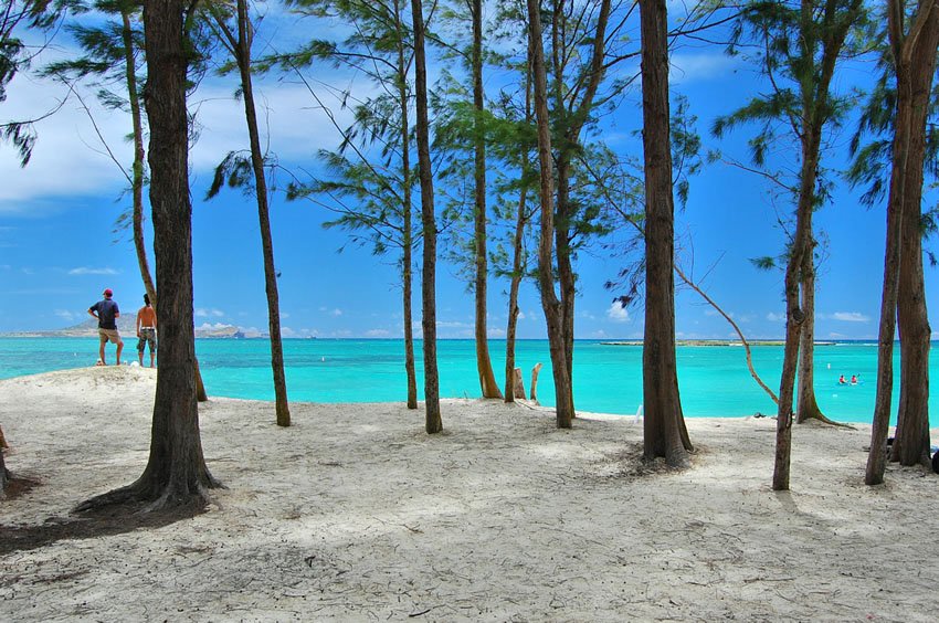 Beachfront forest