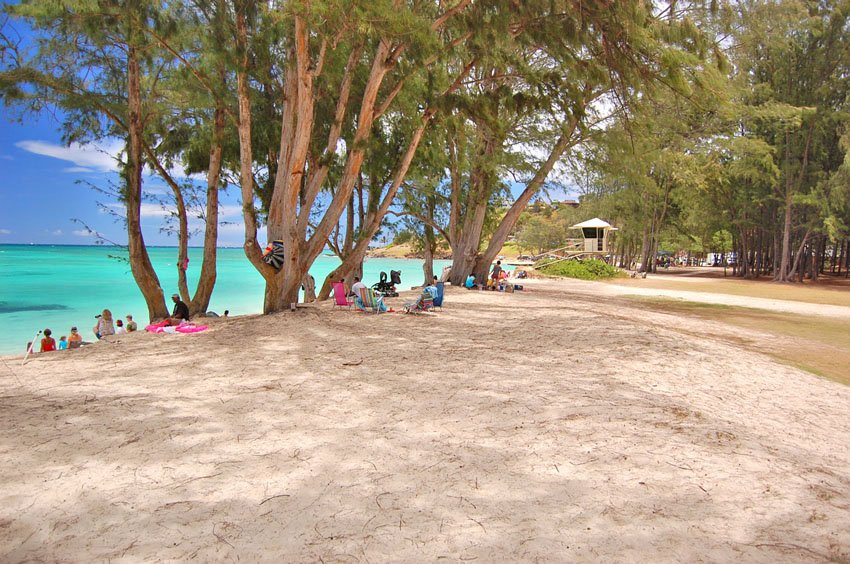 Beachfront trees